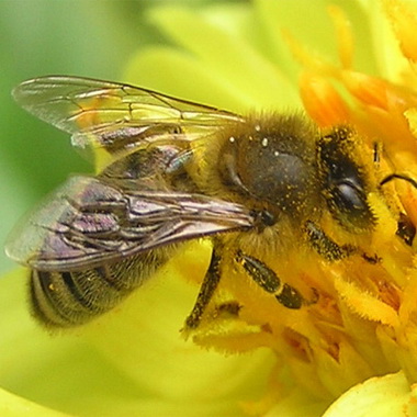 Пчелиный яд (Apis mellifica)