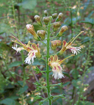 Коллинсония (CoUinsonia. CoUinsonia canadensis)