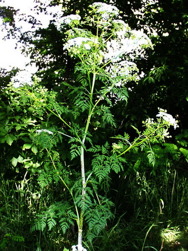 Болиголов (Conium. Conium maculatum)