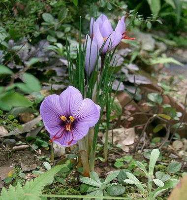 Шафран (Crocus. Crocus sativus)