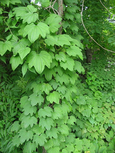 Диоскорея (Dioscorea. Dioscorea villosa)