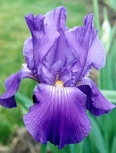 Ирис. Касатик (Iris versicolor)
