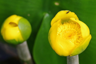 Желтая водяная лилия (Nuphar. Nuphar lutea)