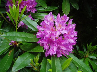 Рододендрон  (Rhododendron. Rhododendron chrysanthum )