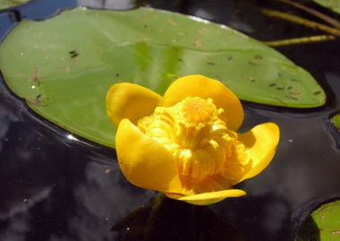 Желтая водяная лилия. Симптомы
