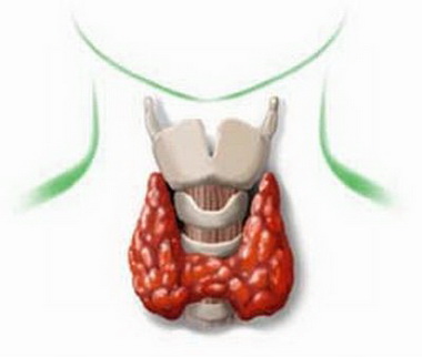 Состояние щитовидной железы влияет на здоровье